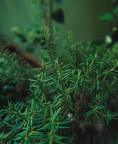 alecrim-carrossel-home3